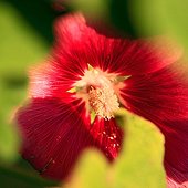 Hollyhock fall in France