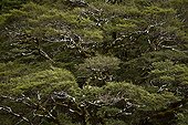 Southern beeches forest in New Zealand South Island