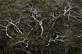 Silver beech on the South Island New Zealand