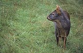 Southern Pudu