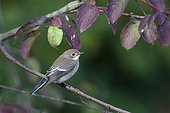 European Pied Flycatcher on a branch Jura France 
