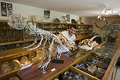 Amateur paleontologist and his collection of fossils France  ; Character: Eric Depré<br>Collection: Eric Depré 
