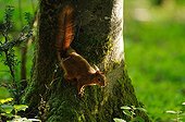 Red squirrel on the trunk of a beech in Normandy France