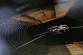 Spider on its web in Normandy France