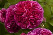 Rose-tree 'Charles de Mills' in bloom in a garden