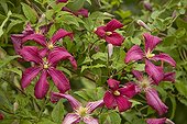 Clematis 'Julia Correvon' in bloom in a garden