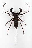 Uropyge on white background ; Size: 5 cm without the tail 