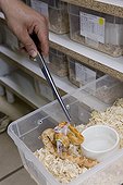 Feeding a snake with a mouse in a farm