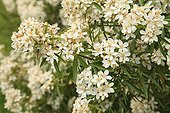 Mexican orange blossom 'Aztec Pearl' in bloom in a garden
