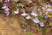 Kenilworth ivy in bloom in a garden