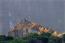 Rapaces dans le massif granitique d'Ambalavao Madagascar