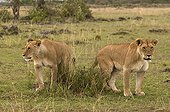 Lionesses in the Masai Mara NR Kenya
