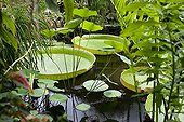 Giant Water Lily in the tropical greenhouses Sens