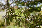 Japanese arrowwood in bloom in a garden