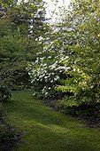 Garden path and dogwood in bloom