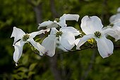 Dogwood 'Rainbow' in bloom in a garden