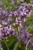 Eastern redbud 'Forest Pansy' in bloom in a garden