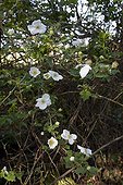 Bramble 'Benenden' in bloom in a garden