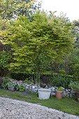 Japanese maple in a garden in spring