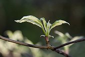 Young leaves of dogwood 'Argentea' in a garden
