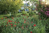 Corn poppies and rose-tree 'American Pillar' in a garden