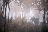 Bull Moose in the woods during the rut Gaspe Quebec Canada