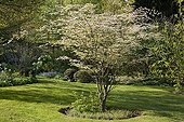 Japanese zelkova 'Variegata' in a garden in spring