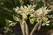 Japanese zelkova 'Variegata' in a garden in spring