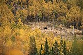 Bull Moose browsing its territory during the rut Quebec 
