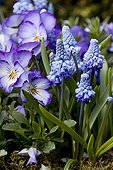Muscari and pansies in bloom in a pot in a garden