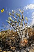 Elephant's foot plant  Madagascar 