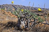 Elephant's foot plant  Madagascar 