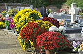 Chrysanthemums in a flowered cemetery at All Saint's Day