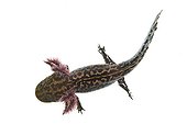 Anderson's Neotenic Salamander on white background ; Endemic Lake Zacapu, Michoacan, Mexico. 