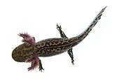 Anderson's Neotenic Salamander on white background ; Endemic Lake Zacapu, Michoacan, Mexico. 