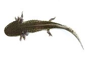 Axolotl on white background
