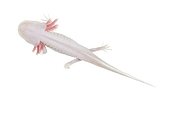 Axolotl albino on white background