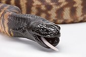Black-headed Python eating a mouse on white background 5/5