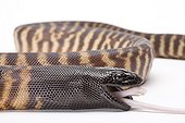 Black-headed Python eating a mouse on white background 4/5