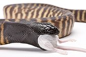 Black-headed Python eating a mouse on white background 3/5