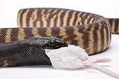 Black-headed Python eating a mouse on white background 2/5