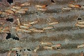 Termites Lucifuge workers and soldiers in cardboard