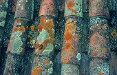 Different lichens on the tiles of a roof