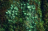 Lichen and Moss 