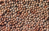 Beans