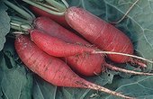 Closeup of radish roses 