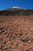 Plants growing in a desert environment Spain 