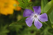 Lesser Periwinkle Flower at spring