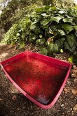 Garden tub crowded with mosquito larvae