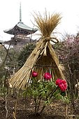 Exhibition of peonies in Ueno Park Tokyo Japan ; Small straw roofs protect the flowers from the snow and rain 